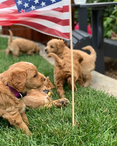 Goldendoodle de 2 meses mixto image 1