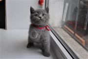 $450 : British Shorthair Kittens. thumbnail