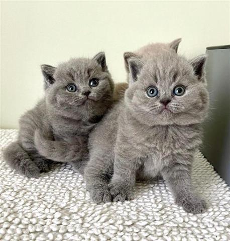 $260 : British short hair kittens image 1