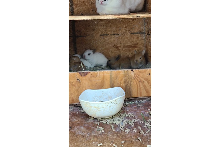 $30 : hermosos conejitos image 1