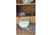 $30 : hermosos conejitos thumbnail