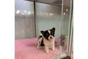 chihuahua en venta en Austin