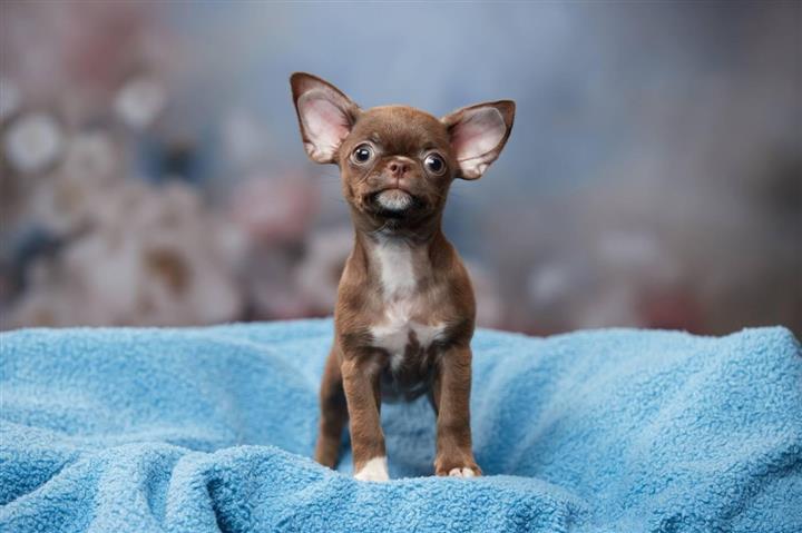 $220 : Male And Female Chihuahua Pupp image 2