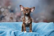 $220 : Male And Female Chihuahua Pupp thumbnail