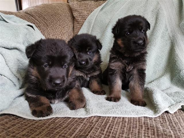 $550 : STUNNING GERMAN PUPS FOR SALE image 2