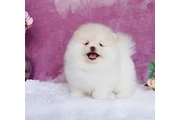 $300 : Pomeranian puppies and French thumbnail