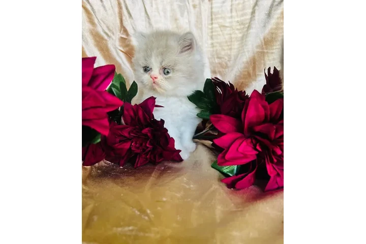 $750 : Gatitas Persas ojos Azules image 3