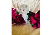 $750 : Gatitas Persas ojos Azules thumbnail