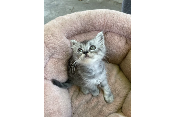 $400 : Gatos ragdoll persiano image 5