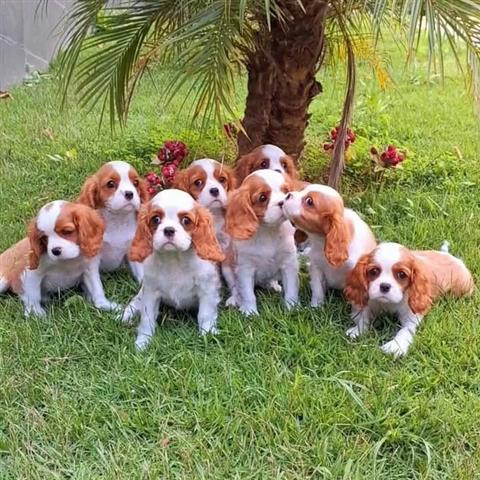 $550 : Cachorros Cavalier King Charle image 2