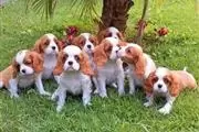 $550 : Cachorros Cavalier King Charle thumbnail