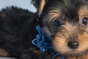 Perros raza Yorkshire terrier en Syracuse