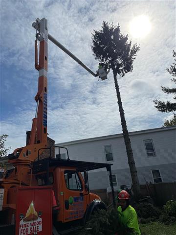 Tree Services in Lexington, MA image 3