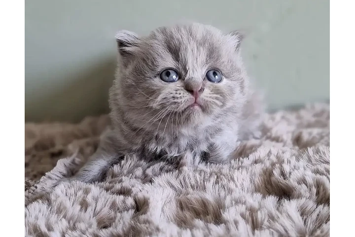 $280 : British shorthair available image 2