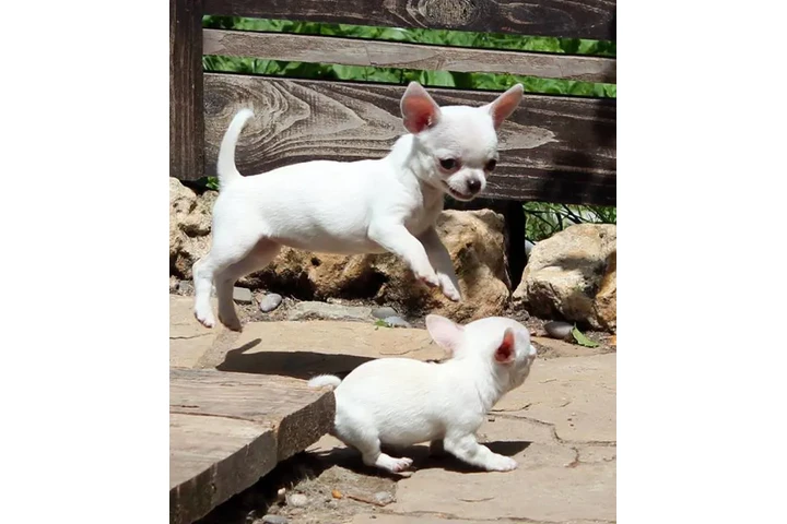 Preciosos cachorros chihuahua image 2