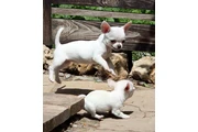 Preciosos cachorros chihuahua thumbnail