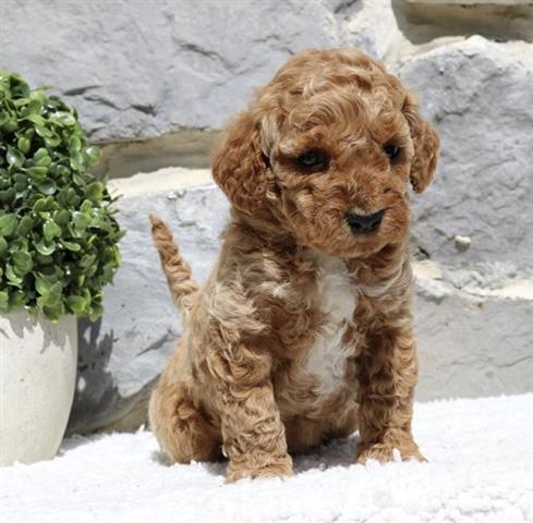 $350 : Golden doodle puppy for adopti image 2