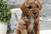 $350 : Golden doodle puppy for adopti thumbnail