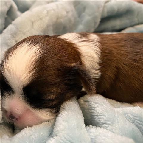 $350 : Cachorros de Shih Tzu image 2