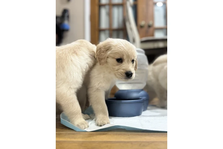$1000 : Golden puppies image 7