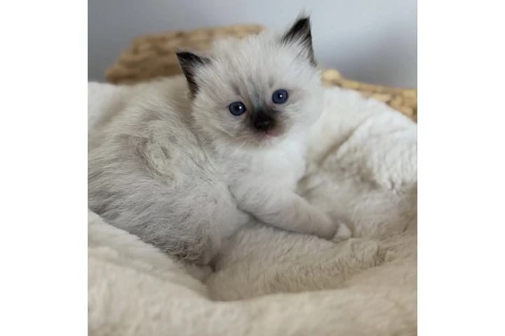 $210 : Gatito británico de pelo corto image 1