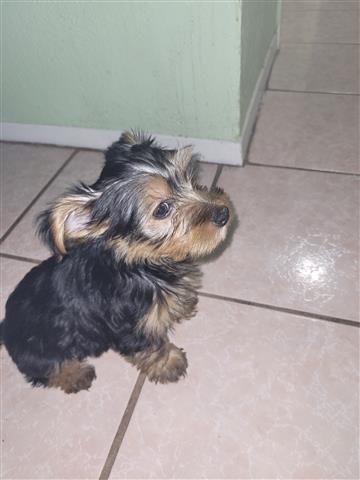 Yorkie image 1