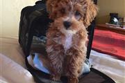 Hermoso cachorro de Maltipoo en San Francisco Bay Area