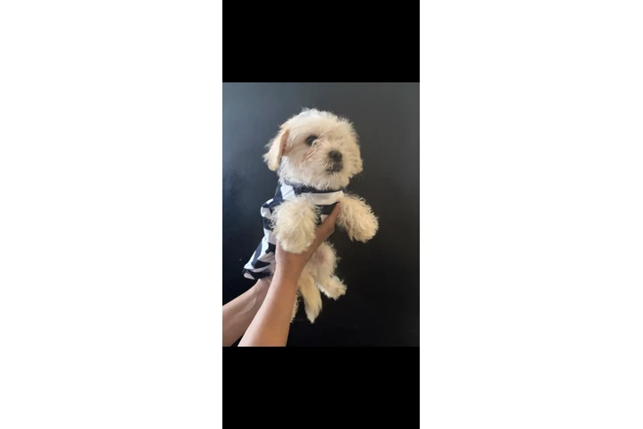 $300 : Cachorros image 1