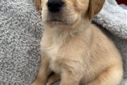 $450 : Cachorro Golden Retriever KC thumbnail
