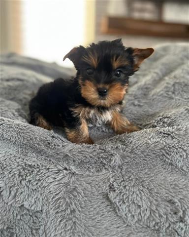 Adopt male and  female Yorkies image 1