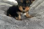 Adopt male and  female Yorkies en Arlington VA
