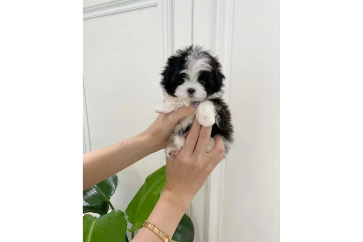 $400 : Poodle puppy for adoption image 3