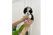 $400 : Poodle puppy for adoption thumbnail