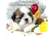 $350 : Cachorros Shihzu en venta thumbnail