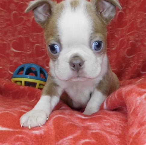 $350 : Boston Terrier puppy for sale image 1
