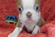 Boston Terrier puppy for sale en Los Angeles