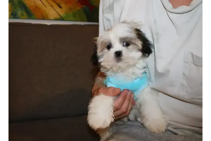 $1550 : TEDDY BEAR MALTESE X PUPS image 6