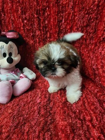 $300 : Shih tzu puppies image 2