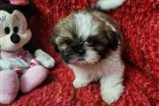 $300 : Shih tzu puppies thumbnail