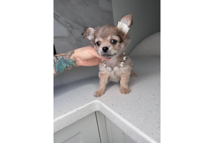 $250 : Teacup Chihuahua puppies image 9