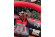Bulls for rent thumbnail