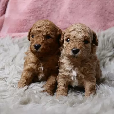 Quality toy poodle puppies image 2