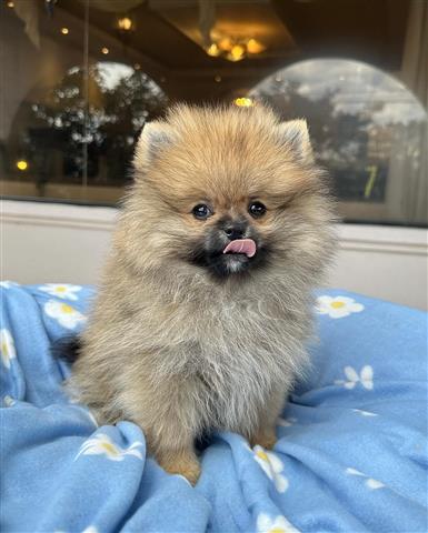 $350 : Cachorrito Pomerania image 1