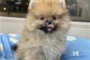 $350 : Cachorrito Pomerania thumbnail