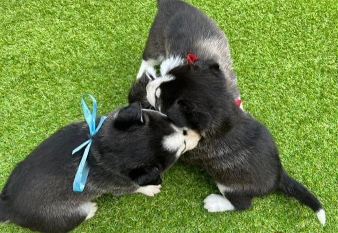 $500 : Husky Puppies image 3