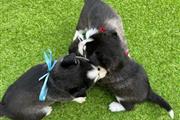 $500 : Husky Puppies thumbnail