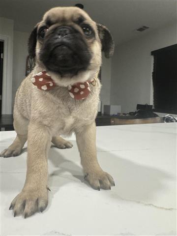 $700 : Pug puppy image 9