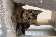 $500 : Gatitos Bengala Mix thumbnail