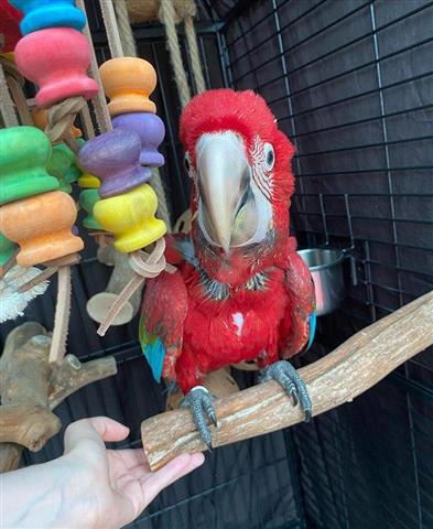 $500 : Parrot birds macaw image 3