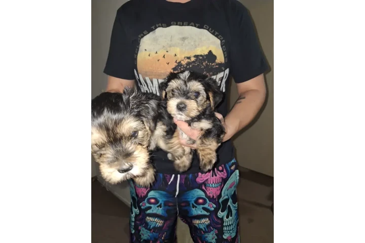 $500 : Teacup Yorkie Puppies image 3